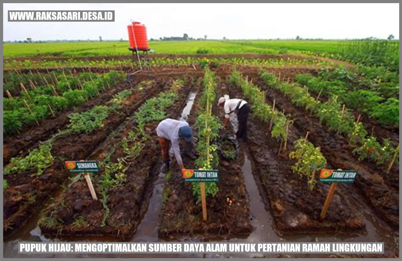 Apa itu Pupuk Hijau dan Bagaimana Cara Mengoptimalkannya?