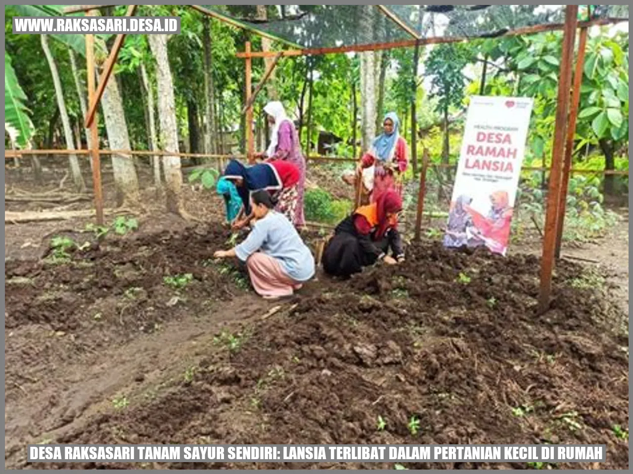 Lansia di Desa Raksasari Turut Menaikkan Pertanian Kecil