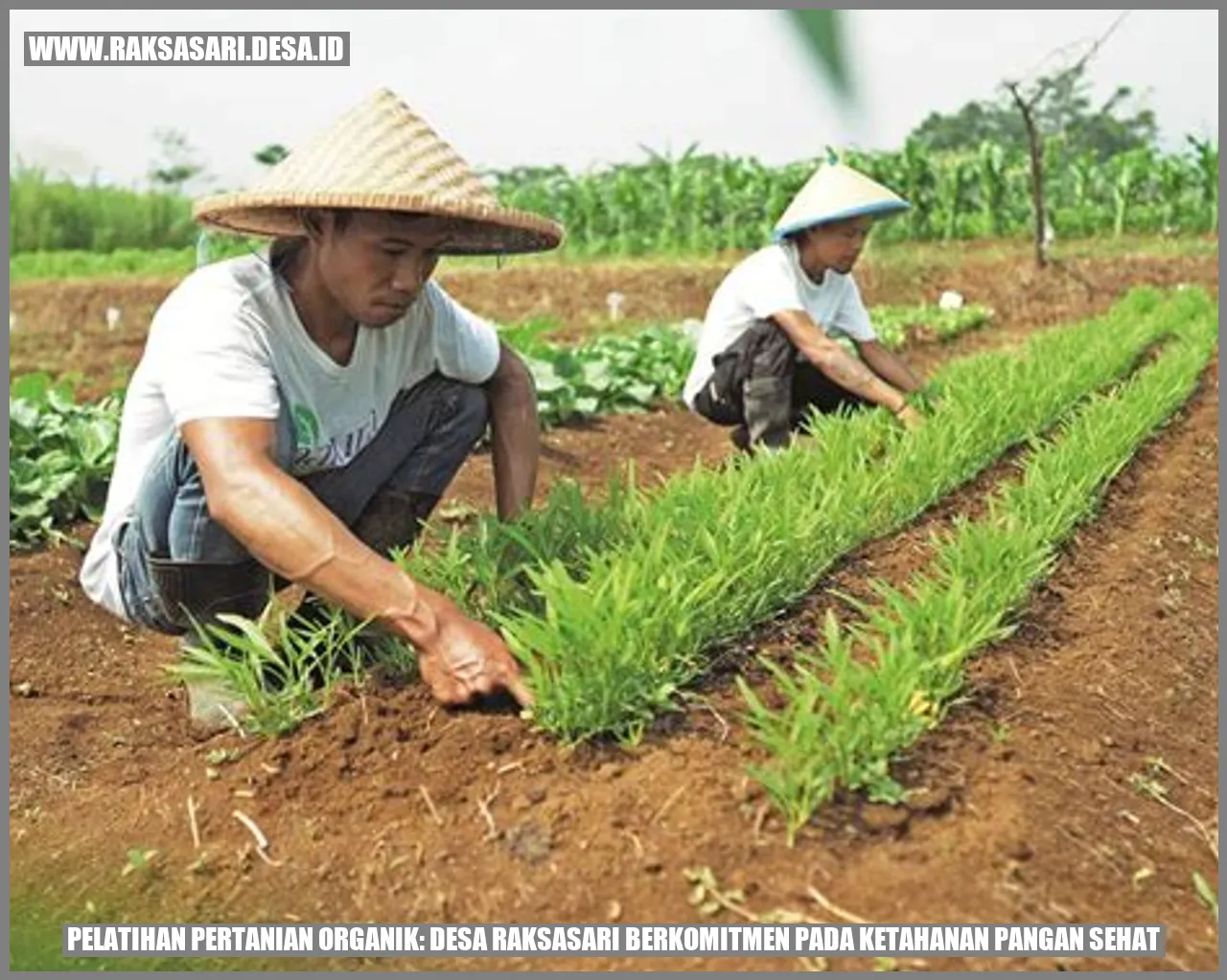 Pelatihan Pertanian Organik: Desa Raksasari Berkomitmen pada Ketahanan Pangan Sehat